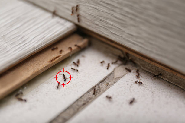 Flea Control Services in West Brownsville, PA