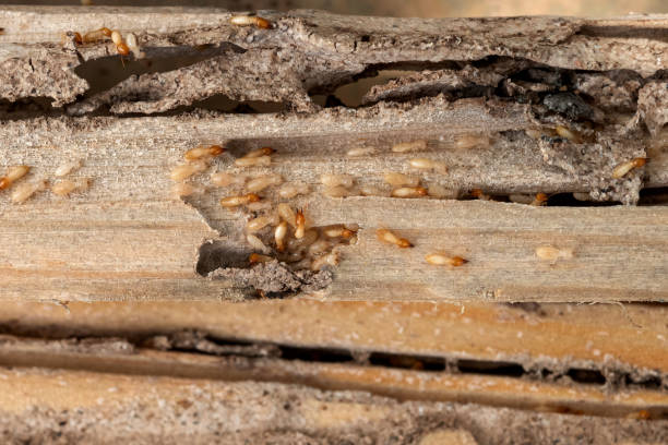 Best Cockroach Control Services  in West Brownsville, PA
